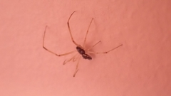 Coleosoma