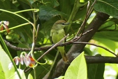 Pachyramphus polychopterus