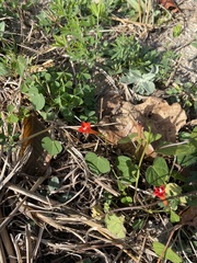 Ipomoea coccinea