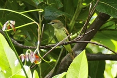 Pachyramphus polychopterus