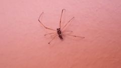 Coleosoma