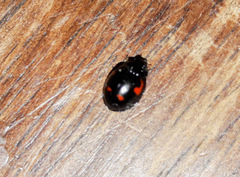 Exochomus quadripustulatus