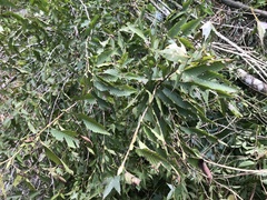 Carpinus rankanensis