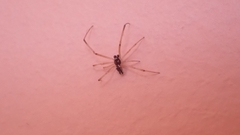 Coleosoma