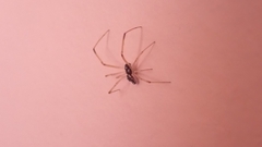 Coleosoma