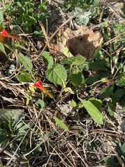 Ipomoea coccinea
