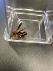 Polistes rubiginosus