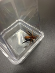 Polistes rubiginosus