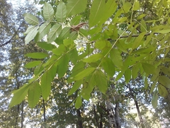 Sorbus aucuparia
