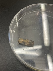 Spodoptera latifascia