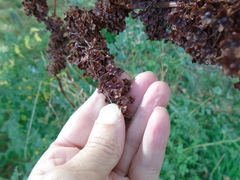 Rumex cristatus