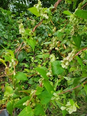 Fallopia scandens