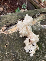 Hericium americanum