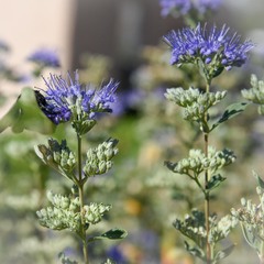 Caryopteris mongholica