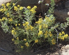 Gutierrezia microcephala