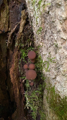 Psathyrella piluliformis