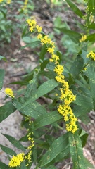 Solidago caesia