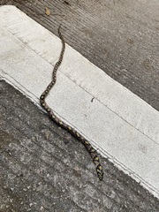 Euprepiophis mandarinus