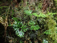 Elaphoglossum peltatum