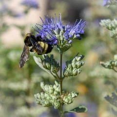 Caryopteris mongholica