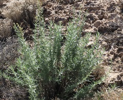 Artemisia dracunculus