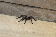 Avicularia