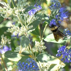 Caryopteris mongholica
