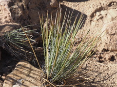 Yucca angustissima