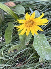 Helianthus petiolaris