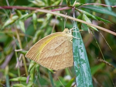 Eurema laeta