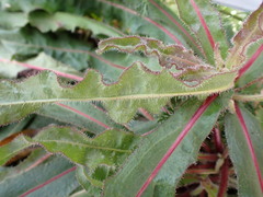 Picris hieracioides