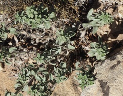 Atriplex gardneri
