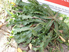 Picris hieracioides