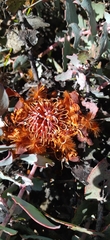 Protea amplexicaulis