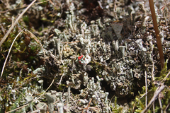 Cladonia pleurota