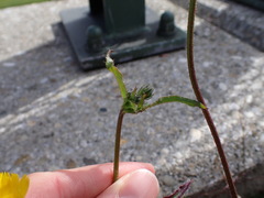 Picris hieracioides