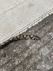 Euprepiophis mandarinus