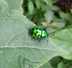 Chrysocoris