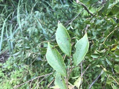 Styrax formosanus