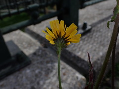 Picris hieracioides