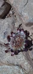 Protea amplexicaulis
