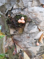Lycogala epidendrum