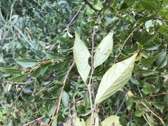 Styrax formosanus