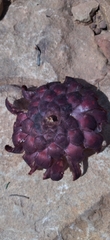 Protea amplexicaulis