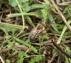 Colletes hederae
