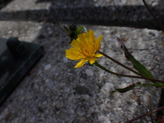 Picris hieracioides