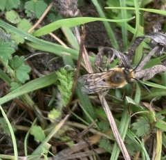 Colletes hederae