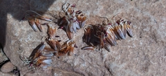 Protea amplexicaulis