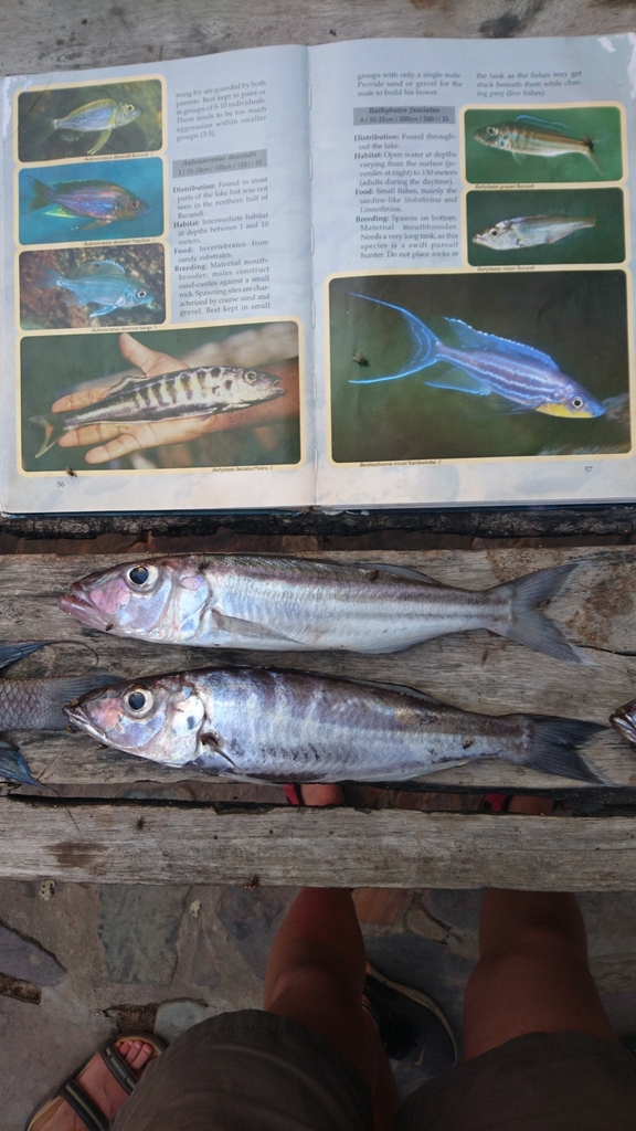Striped Tanganyika cichlid (Bathybates vittatus) — Cichlidae