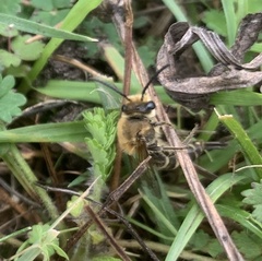 Colletes hederae